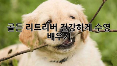 골든 리트리버, 건강하게 수영 배우기!